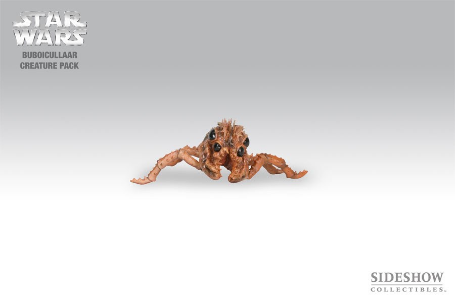 Rockwart | Buboicullaar